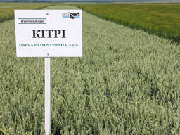 Насіння ярої пшениці КІТРІ / 1р (СН-1)