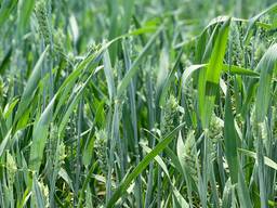 Насіння ярої пшениці ТОКАТА/ 1р (СН-1)