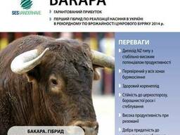 Семена Свеклы сахарной "Бакара" (драже), Sesvanderhave