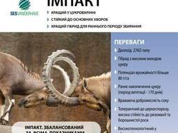 Семена свеклы сахарной "Импакт", (драже) Sesvanderhave