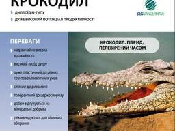 Семена свеклы сахарной "Крокодил" Sesvanderhave (драже) 1кг.