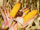 Купити посівний матеріал кукурудзи, соняшника. Кукурудза зернова, силосна. - фото 2