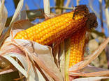 Купити посівний матеріал кукурудзи, соняшника. Кукурудза зернова, силосна. - фото 1