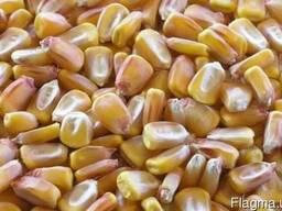 Насіння кукурудзи Яровець 243 МВ