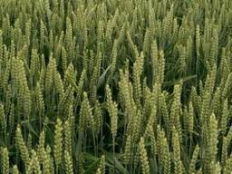 Продам Насіння озимої пшениці