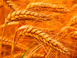 Насіння пшениці оптом
