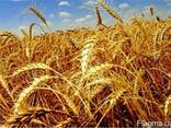 Насіння пшениці озимої с. Краєвид, с. Щедрівка Київська, с. По - фото 1