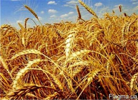 Насіння пшениці озимої с.Краєвид, с. Щедрівка Київська, с.По