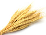 Семена пшеницы Канадская элита и 1 репродукция 10 сортов - фото 7