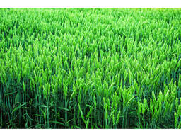 Насіння пшениці від Limagrain :КОЛОНІА, МЕСКАЛЬ, ДАГМАР, КЕРАМІК