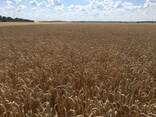 Насіння пшениці ярої МІП Злата, еліта - фото 1