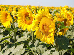 Семена гибрида подсолнечника Шенон.