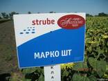Насіння соняшнику Марко ШТ, Штрубе (Німеччина) - фото 4