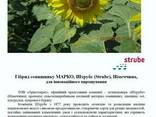 Насіння соняшнику Марко ШТ, Штрубе (Німеччина) - фото 5