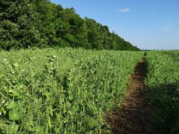 Насіння зимуючого гороху (дворучка)