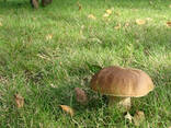 Настоящая грибница белого гриба - свежий зерновой мицелий - фото 3