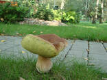 Настоящая грибница белого гриба - свежий зерновой мицелий - фото 4