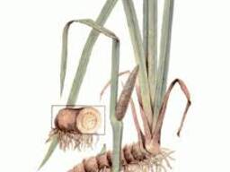 Настойка корня аира