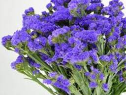 Настойка корня Кермек