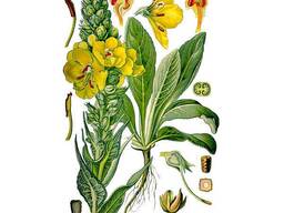 Настойка корня коровяка