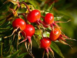 Настойка корня шиповника