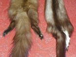 Натуральне хутро лісової та кам'яної куниці - фото 3