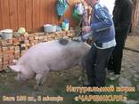 Натуральний корм «Чарівнюля» для свиней, ВРХ та курей - фото 3
