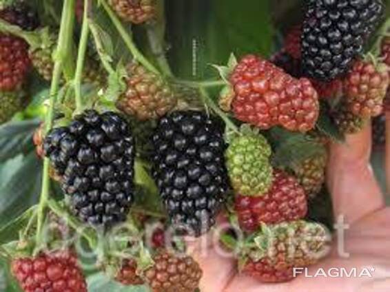 Небеса могут подождать - ежевика ранняя 2х летняя