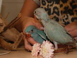 Небесный попугай, яркий ожереловый попугай, ручные попугаи - фото 6