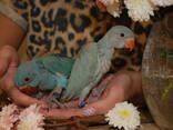 Небесный попугай, яркий ожереловый попугай, ручные попугаи - фото 7