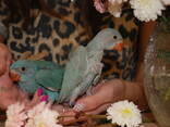 Небесный попугай, яркий ожереловый попугай, ручные попугаи - фото 8