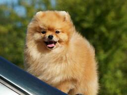 Неймовірно гарний рудий красунчик померанського шпіца.