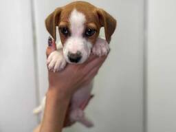 Неймовірний хлопчик та дівчинка, елементний номер 1 джек расел терьер