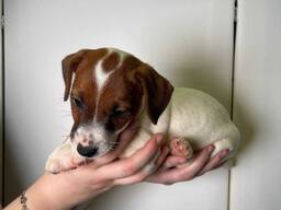 Неймовірний песик Джек, грайливі класні малюки для вас