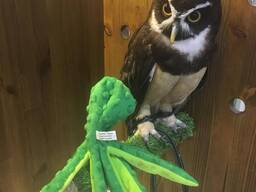 Неотропічна очкова сова, домашня очкова сова, декоративна сова