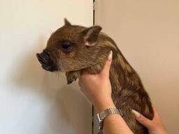 Неперевершені міні піг які обожнюють ласку і повністю звиклі до рук