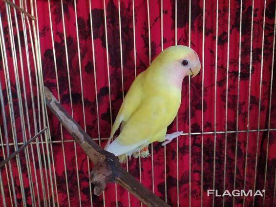 Неразлучник. Красочные маленькие птицы. Попугайчики для детей.