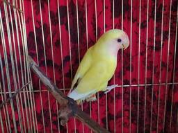 Неразлучник. Красочные маленькие птицы. Попугайчики для детей.