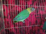 Неразлучник. Красочные маленькие птицы. Попугайчики для детей. - фото 3