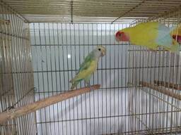 Неразлучники. Яркие ручные малыши. Идеальный питомец.