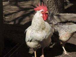 Несушка, цыплята породы Борковская барвистая