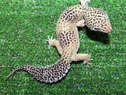 Эублефар. Еублефар. Невеликі гекончики Еублефари – забавні, яскраві.