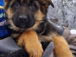 Німецька вівчарка, цуценята, дівчата. Документи КСУ.