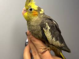 Німфові папужки ручні викормиші корелла з днк тестами