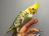Німфові папужки ручні викормиші корелла з днк тестами - фото 2