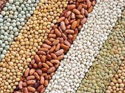 Нишевые культуры на экспорт по всему миру | Горчица, чечевица, кориандр, горох, просо, лен