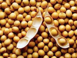Non-GMO soybeans crop 2019