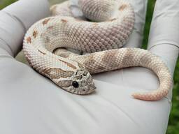 Носатая змея, карликовая свинорылая змейка, ручная