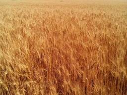 Семена пшеницы озимой сорт Грация Мироновская