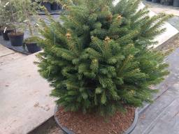 Сортовая ель сосна пихта елка в горшке купить